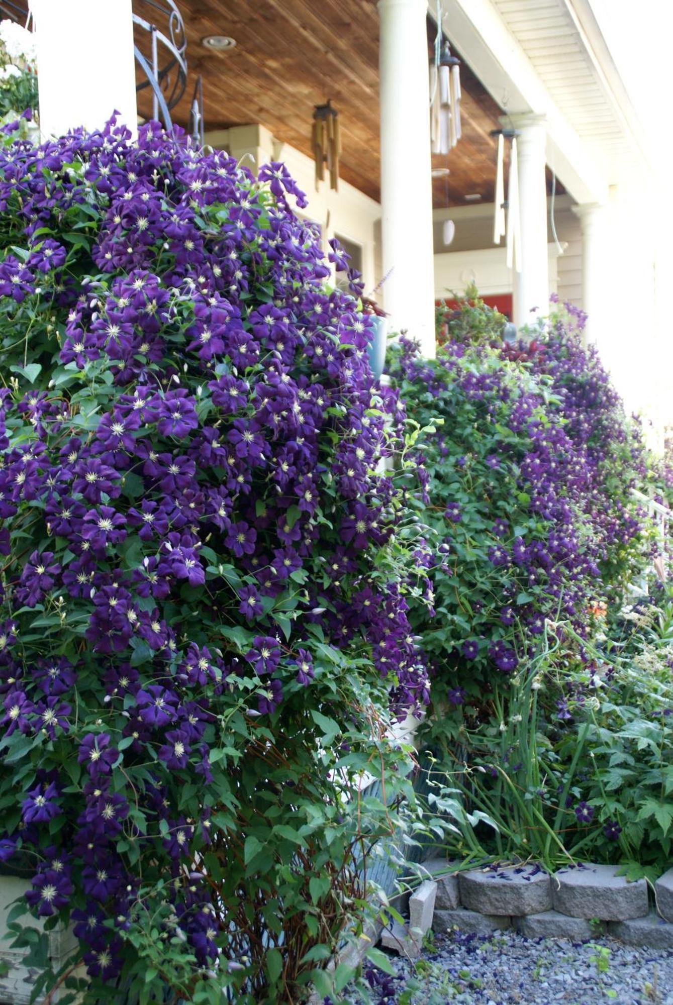 Globetrotters B&B Ниагара-он-те-Лейк Экстерьер фото